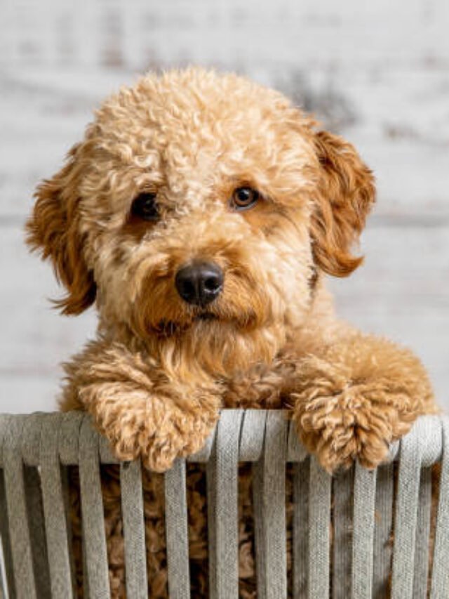 The Top 8 Cute Poodle Mixes That Will Win Your Heart Over.